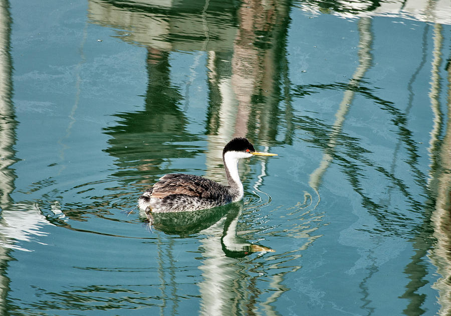 Wildlife Photograph - Swirl of Reflections by Betty Depee