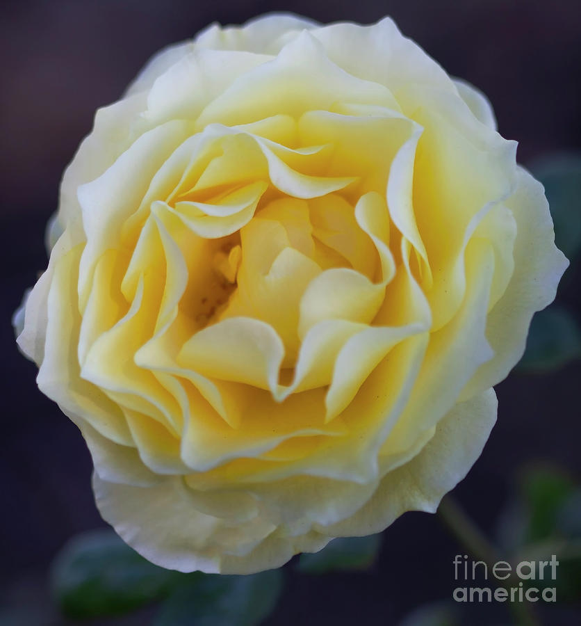 Swirl of Vanilla Rose Photograph by Ruth Jolly
