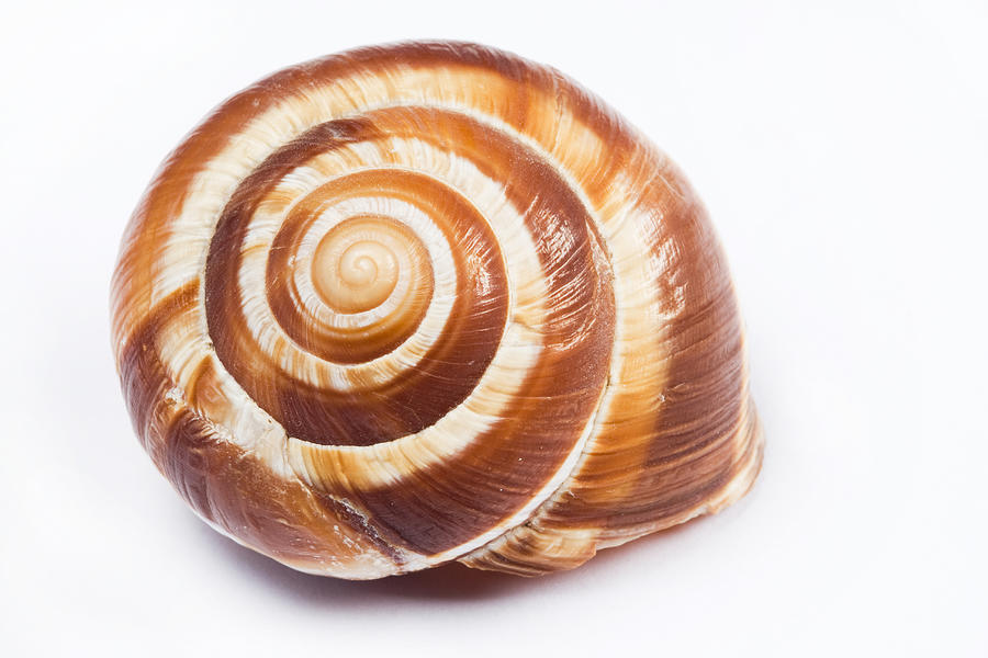 Swirl shell Photograph by Bbostjan