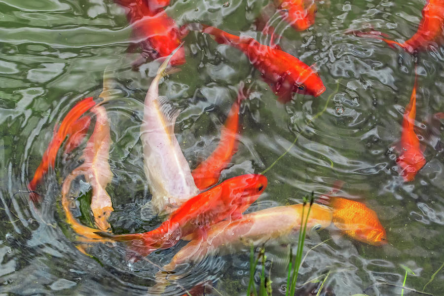 Swirling Goldfish  Photograph by Kathleen Bishop