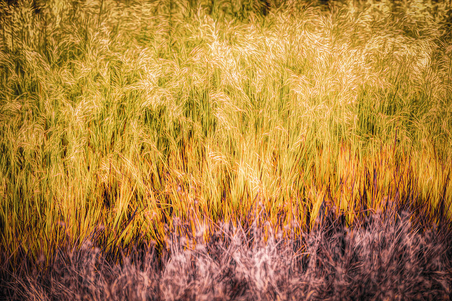 Swirling Grasses Photograph