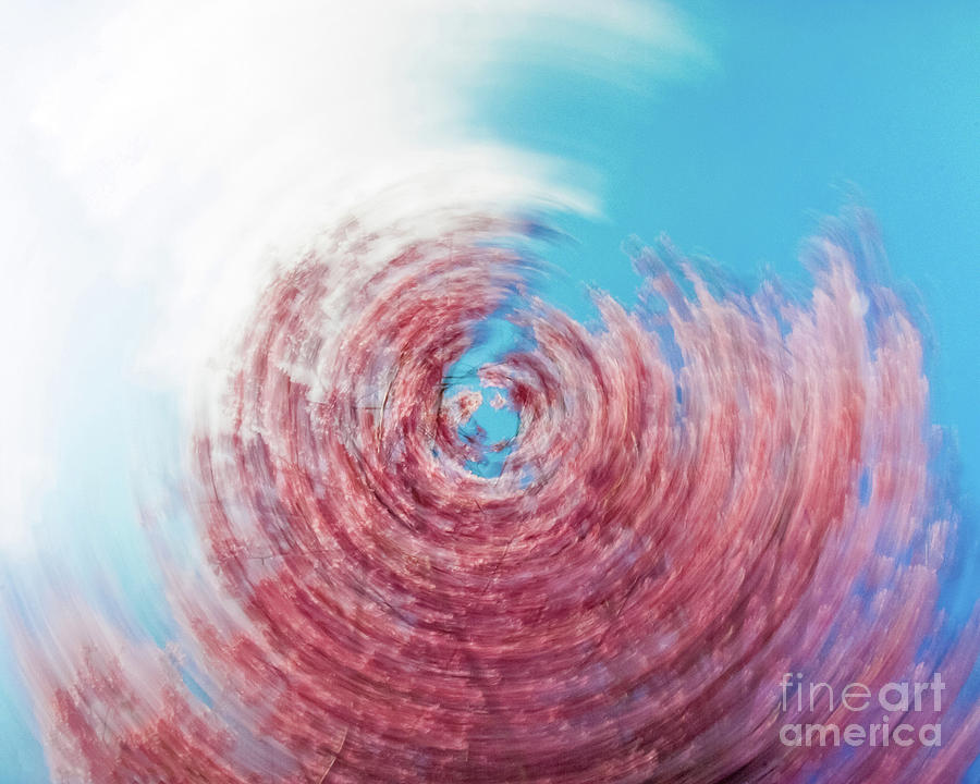 Swirling Tree Abstract Nature Photograph Photograph by PIPA Fine Art - Simply Solid