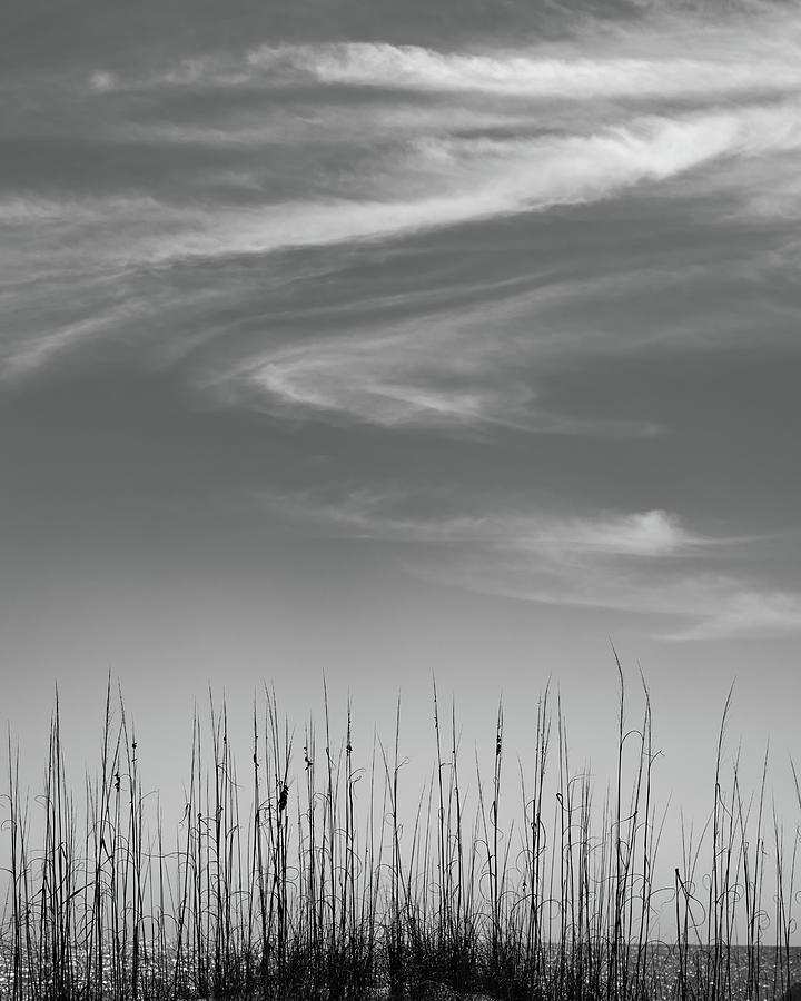 Beach Photograph - Swirls and Stalks by Joseph Smith