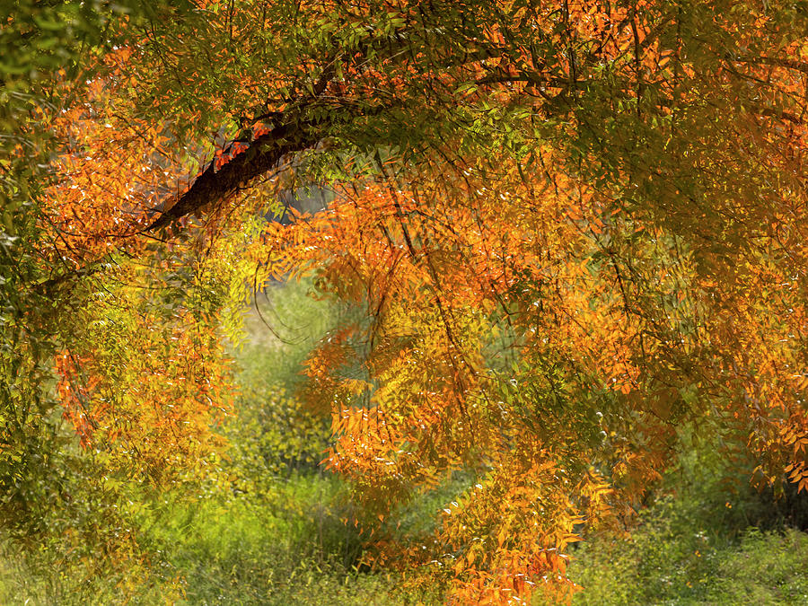 Swirls of Autumn Color Photograph by Sue Cullumber