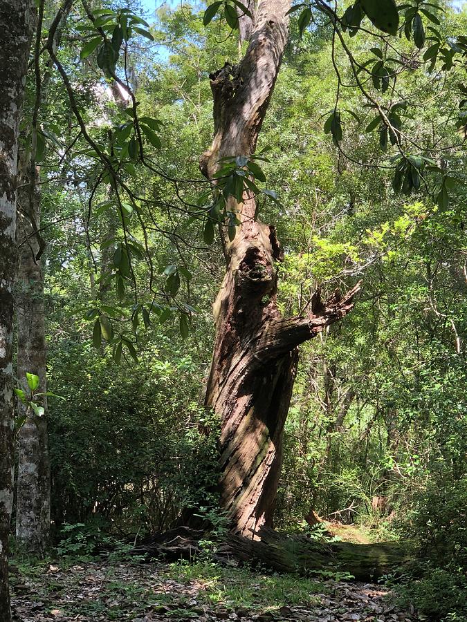 Swirly Tree Photograph By Laura Zajac Neumann Fine Art America