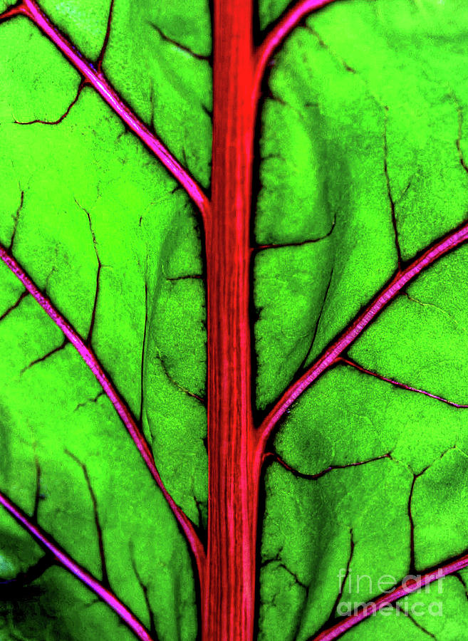 Swiss Chard Photograph by Coral Stengel