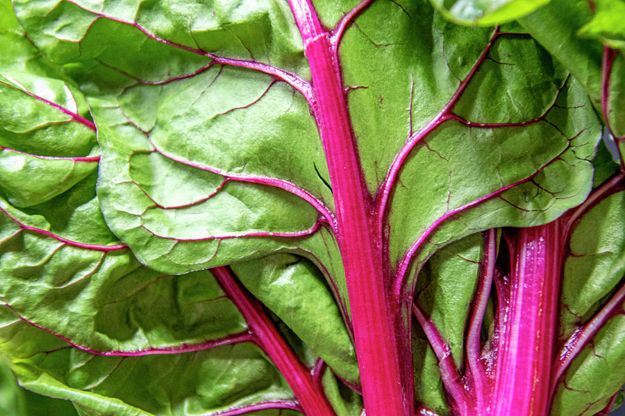 Swiss Chard Photograph by Jean Haynes | Pixels