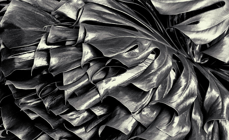 Swiss Cheese Plant in Black and White Photograph by John Williams