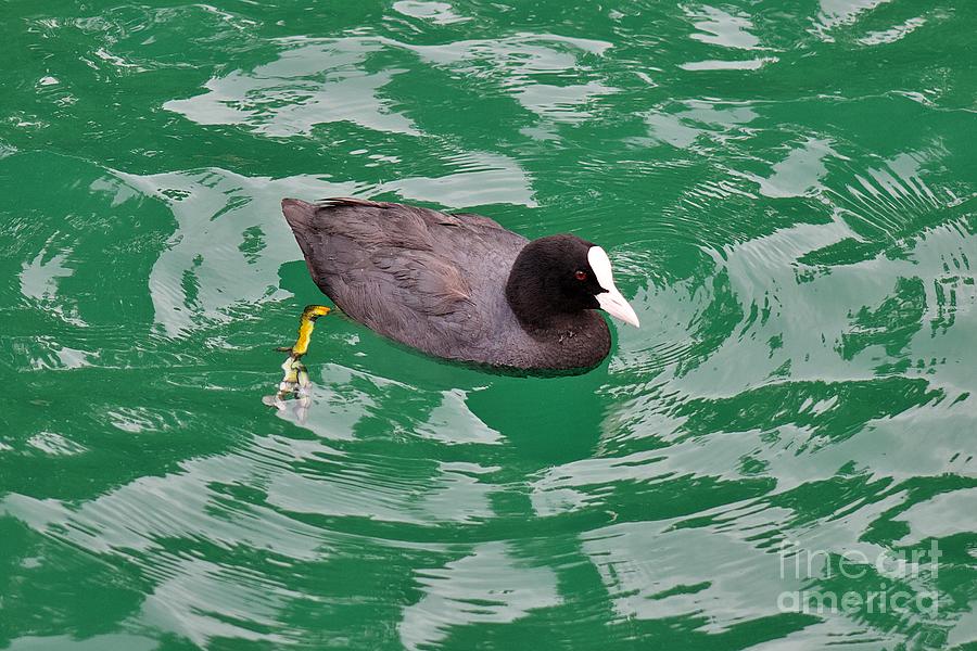 Swiss Coot Photograph by Yvonne M Smith