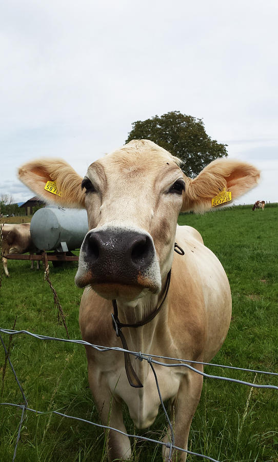 Swiss cow Photograph by Joelle Philibert