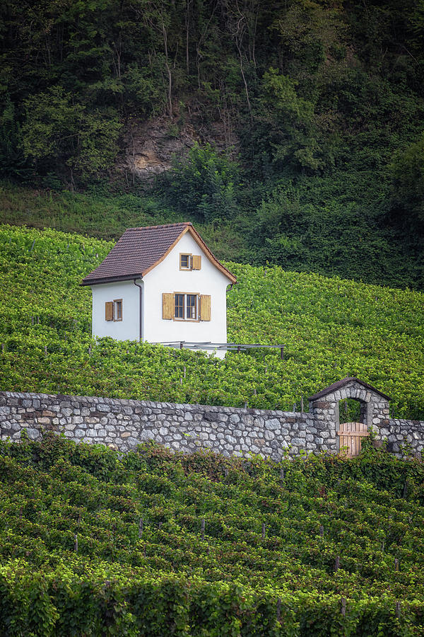 Swiss house in vineyard Photograph by Joana Kruse
