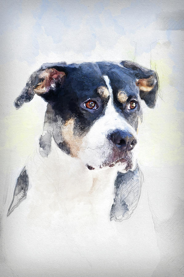 Dog Mixed Media - Swiss Mountian Dog by Ed Taylor