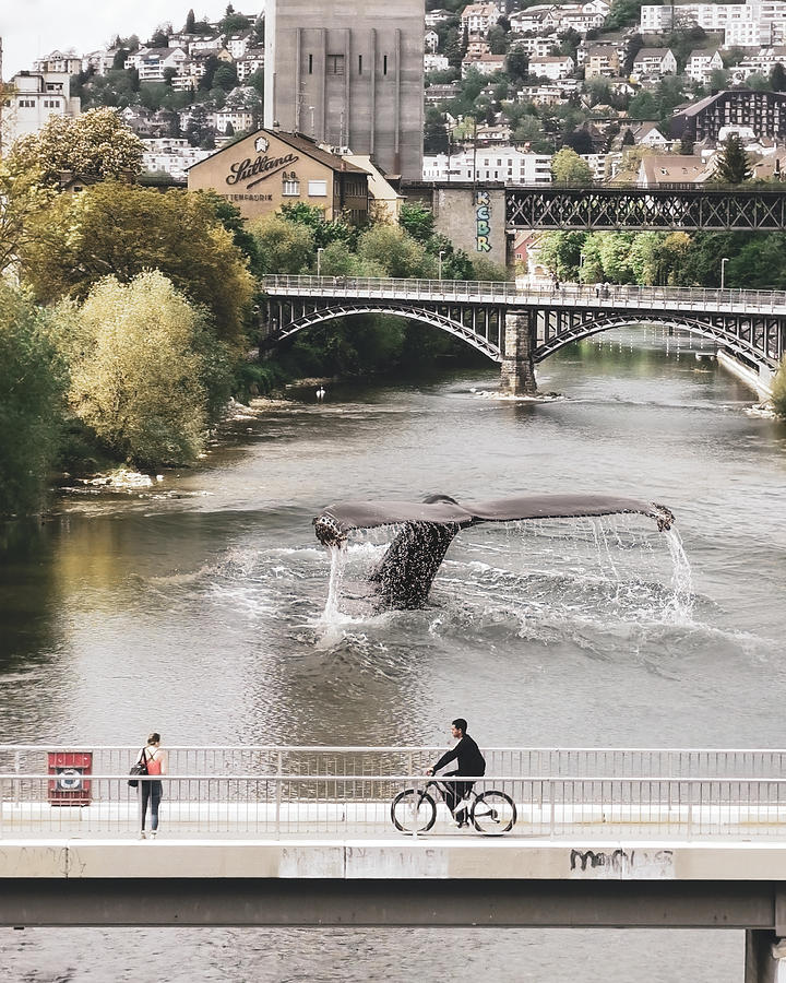 Swiss Whale Digital Art by Swissgo4design
