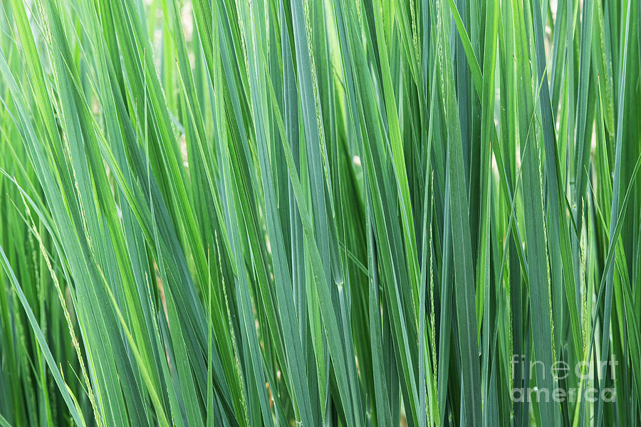 Switch Grass Northwind Pattern Photograph by Tim Gainey