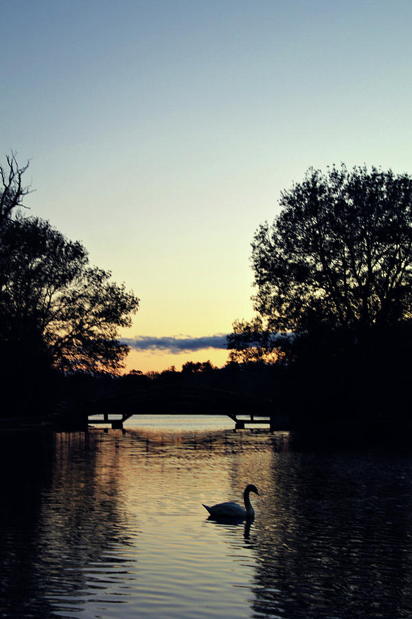 Switching To Swan Photograph by Cyryn Fyrcyd