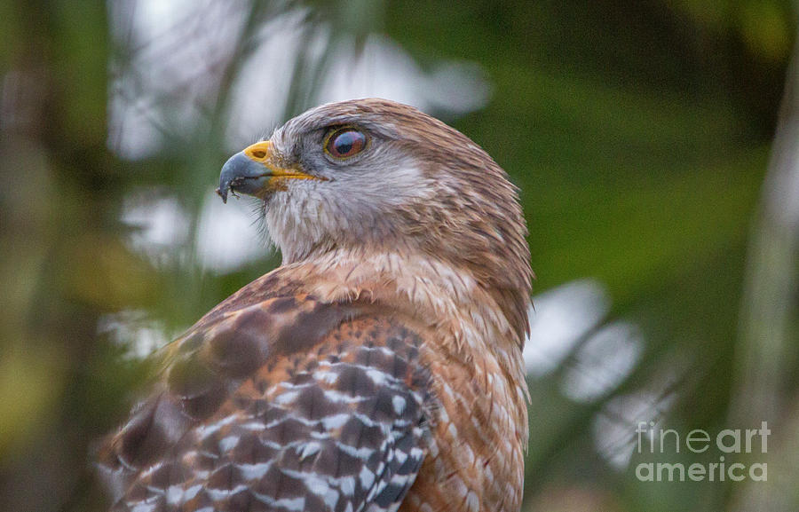 Swivel Head Hawk Photograph by Tom Claud