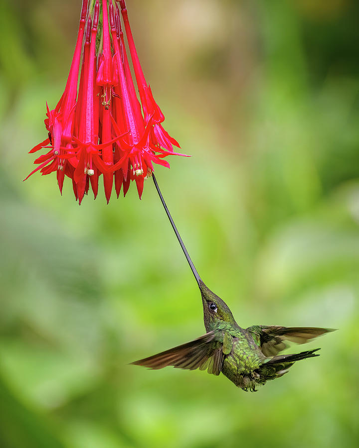 Sword Billed Hummingbird El Palmar Ibague Tolima Colombia Photograph by Adam Rainoff