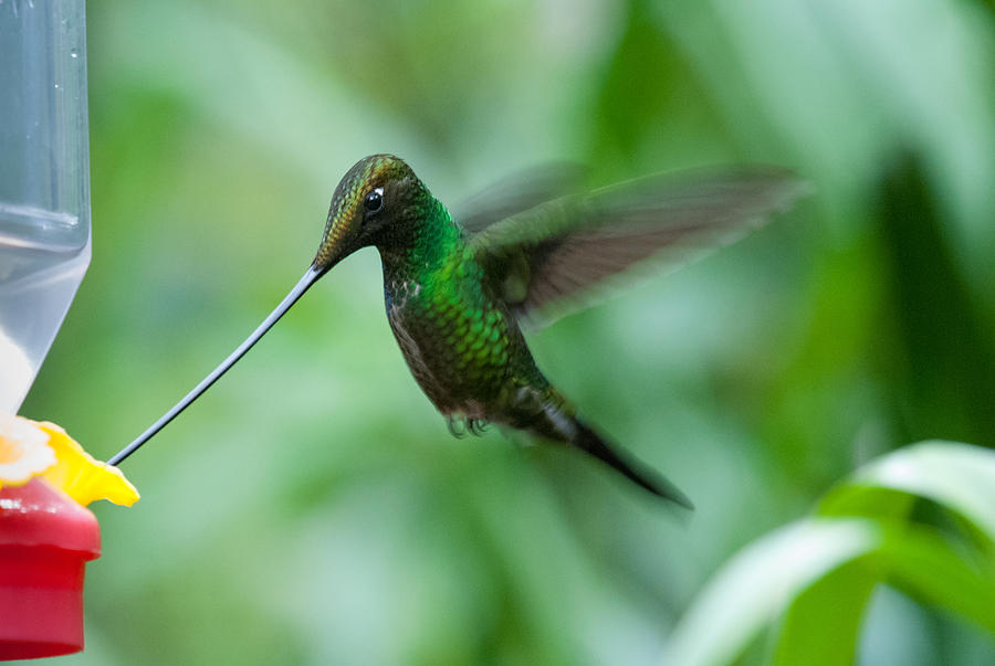 Sword-billed Hummingbird feeding Photograph by Nature Images by Keith Bowers