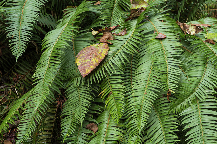 Sword Fern and Leaves by Robert Potts Sword Fern and Leaves by Robert Potts