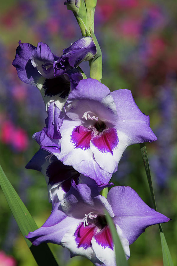 Gladiolus Photograph - Sword Lily by Terri Waselchuk