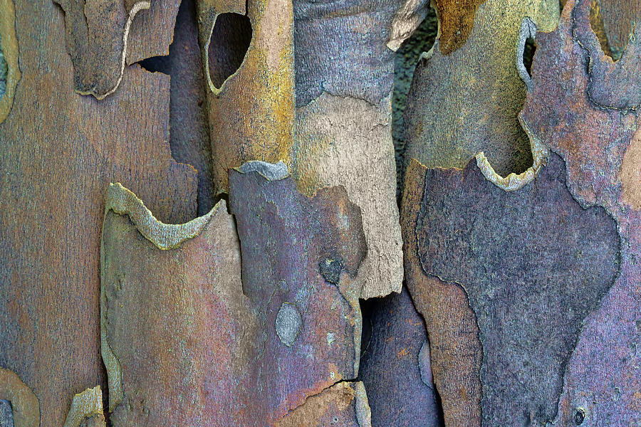 Tree Photograph - Sycamore Bark Abstract - No 1 by Nikolyn McDonald