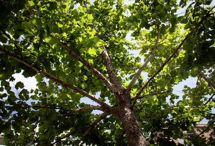 Sycamore Canopy I Photograph