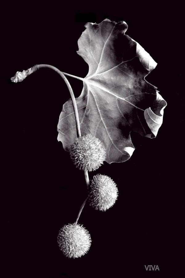 Sycamore  Dreaming  On Black         Photograph by VIVA Anderson