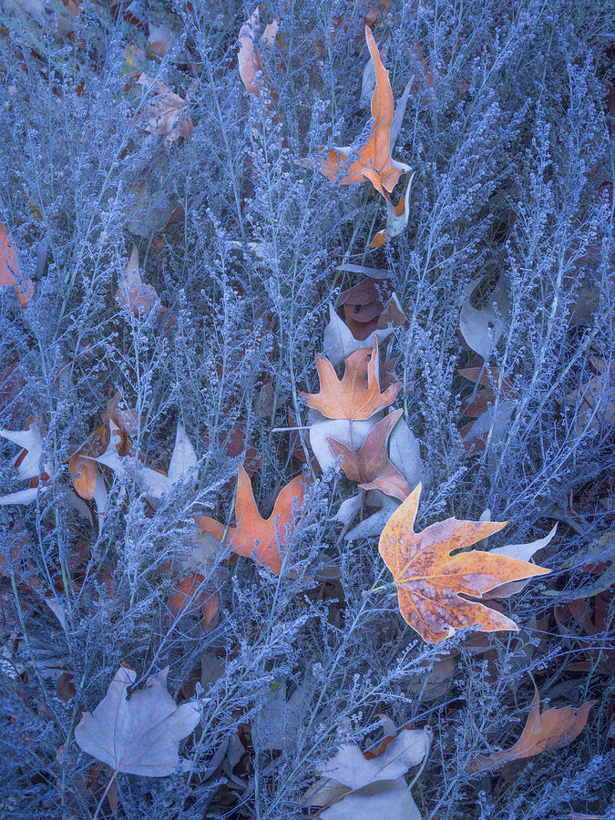 Sycamore Leaves, Frosted Sagebrush Photograph by Alexander Kunz