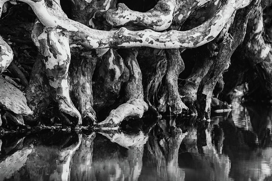 Sycamore Roots Photograph by Jeff Phillippi