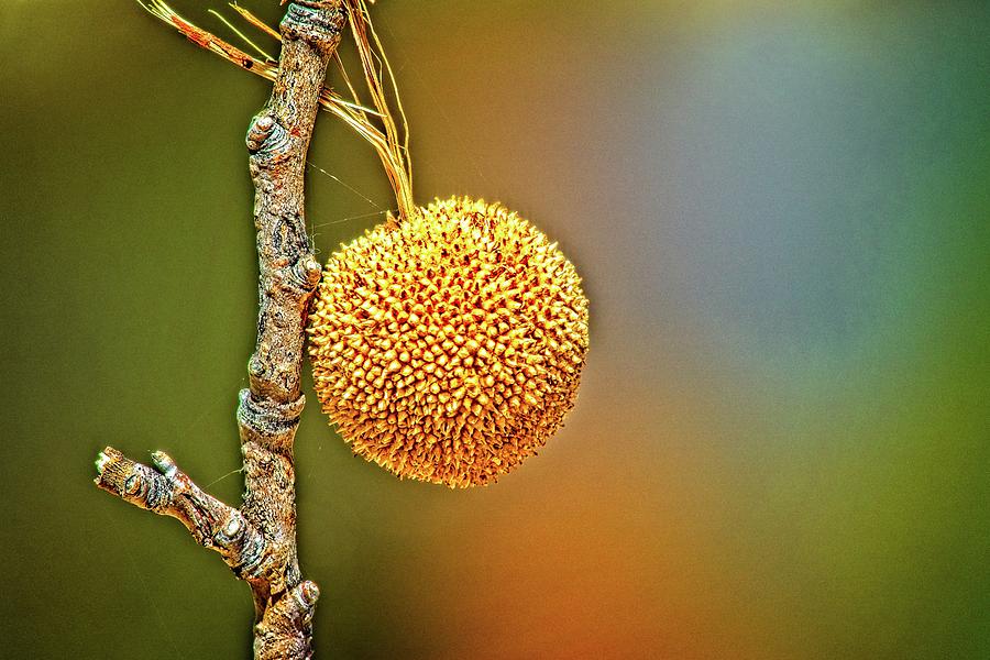 Sycamore Seed Ball Photograph by David Desautel