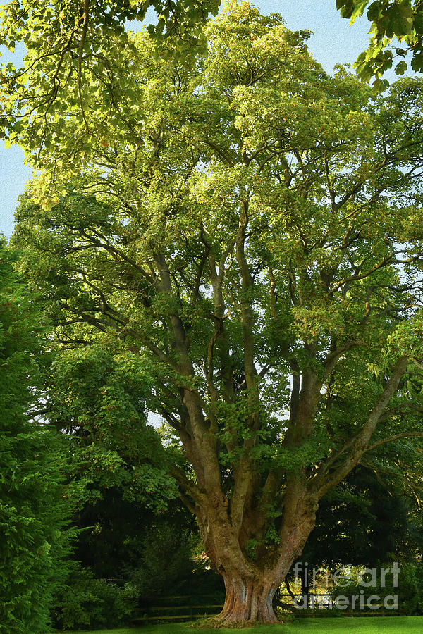Sycamore Tree - Acer pseudoplatanus Photograph by Yvonne Johnstone