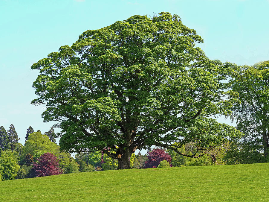 Sycamore Tree Photograph By Angie C