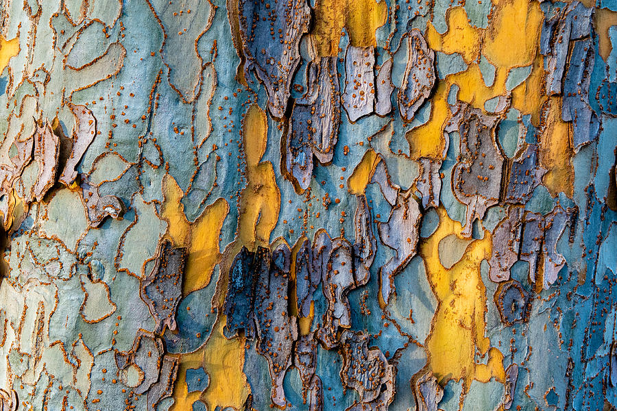 Sycamore tree bark natural pattern 2 Photograph by Alessandra RC
