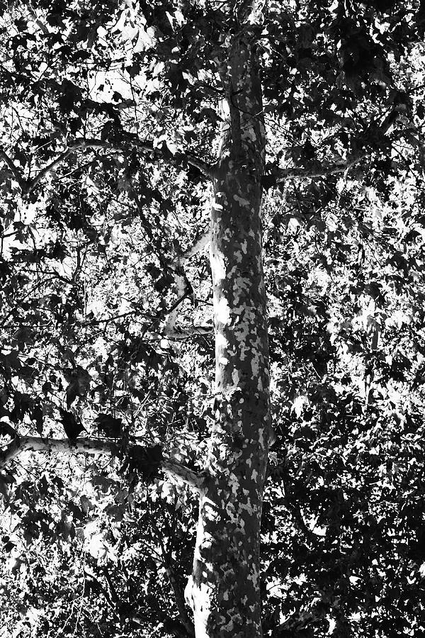 Sycamore Tree Black And White Portrait Photograph