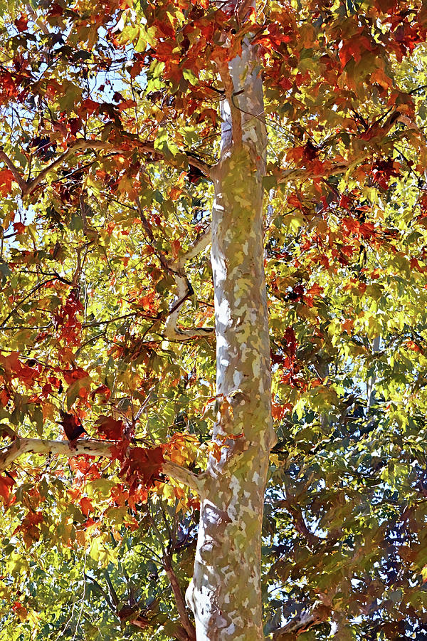 Sycamore Tree In Fall Autumn Photograph