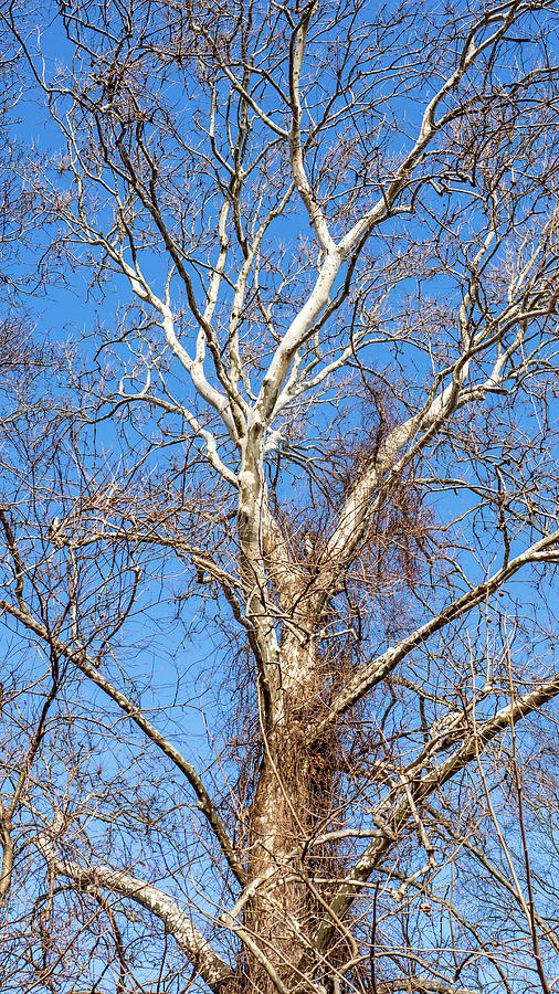 Sycamore Tree Photograph by Louis Dallara