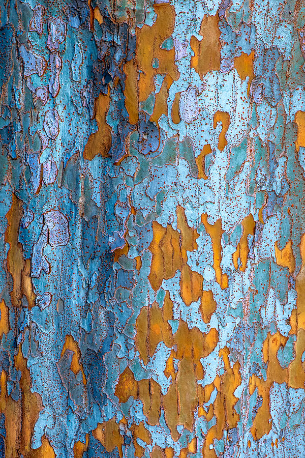 Sycamore tree natural pattern Photograph by Alessandra RC
