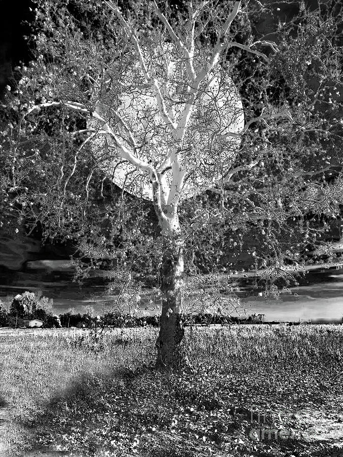 Sycamore Tree Under a Blue Moon Black and White Digital Art by Conni Schaftenaar