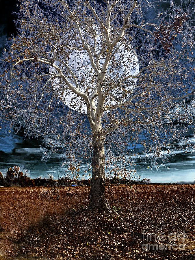 Sycamore Tree Under a Blue Moon Digital Art by Conni Schaftenaar