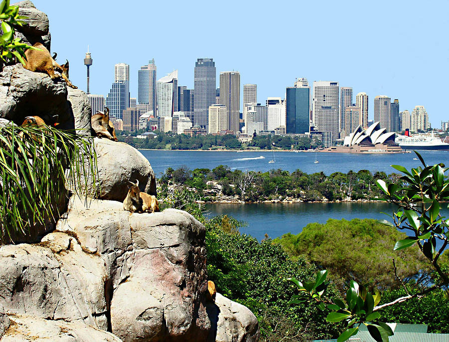 Sydney Harbor From The Zoo Photograph