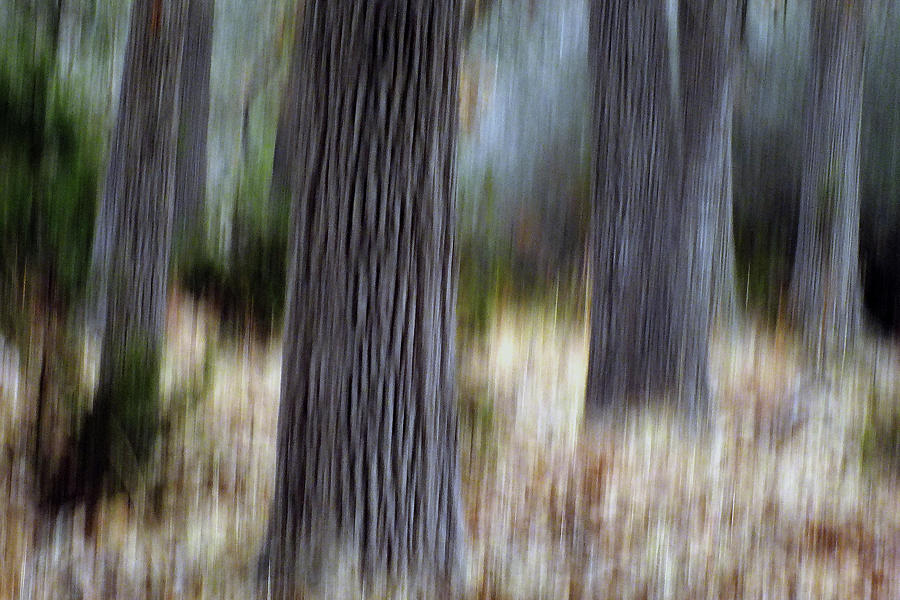 Abstract Forest Photograph - Sylvan  Silence by Bill Morgenstern