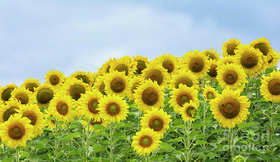 Symbol of Peace - Sunflowers on a Blue Sky Photograph by Ilene Hoffman