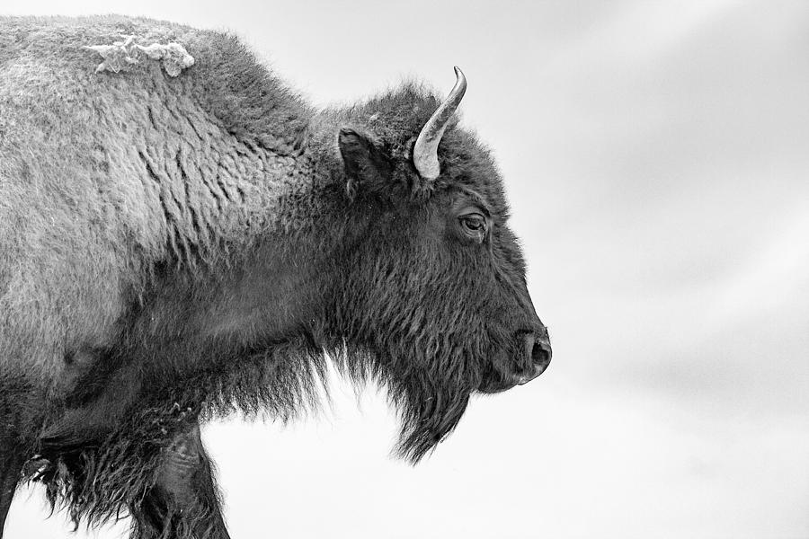 Symbol Of The West Photograph By Ariana Lizza - Fine Art America