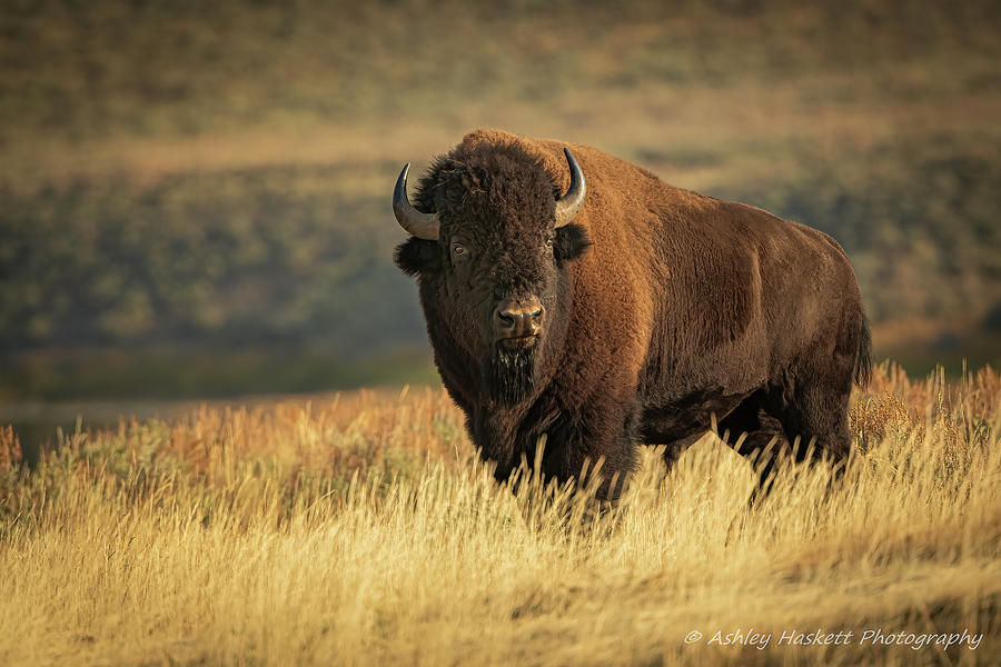 Symbol of the West Photograph by Thomas Haskett - Fine Art America