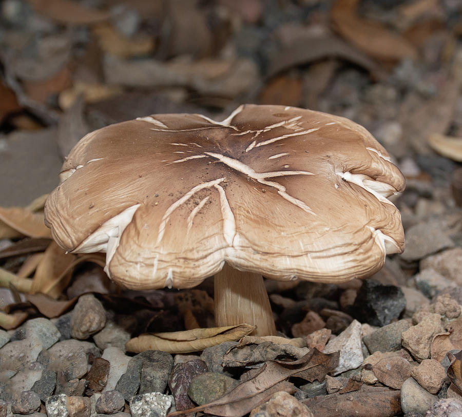 Symmetrical Mushroom Photograph by Laurel Powell