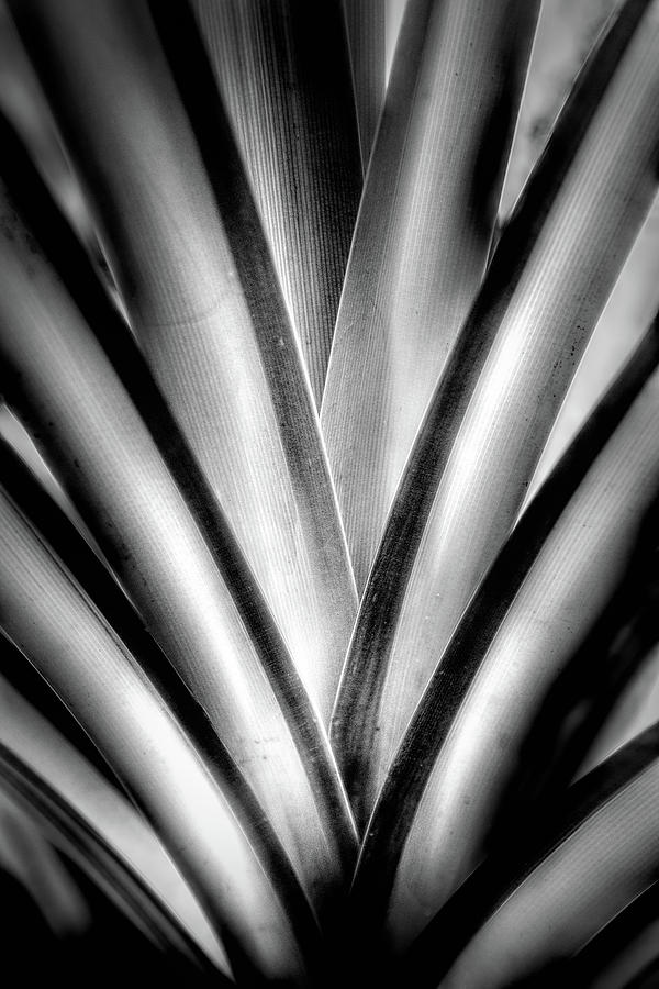 Symmetry of a Palm Black and White Photograph by Debra and Dave Vanderlaan