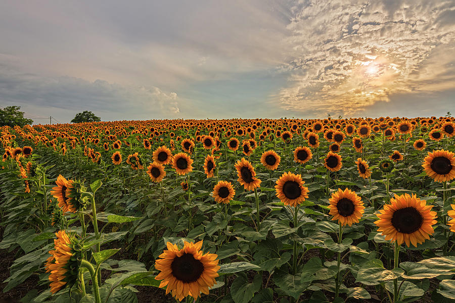 Symphonic Sunflowers Photograph by Angelo Marcialis