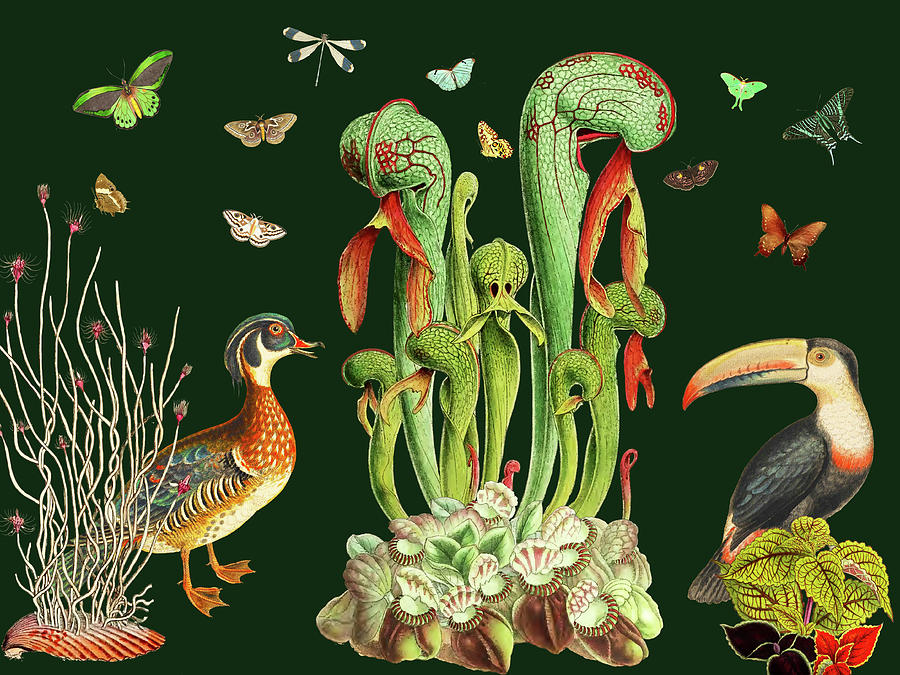 Symphony for Duck Toucan and Butterflies Digital Art by Lorena Cassady