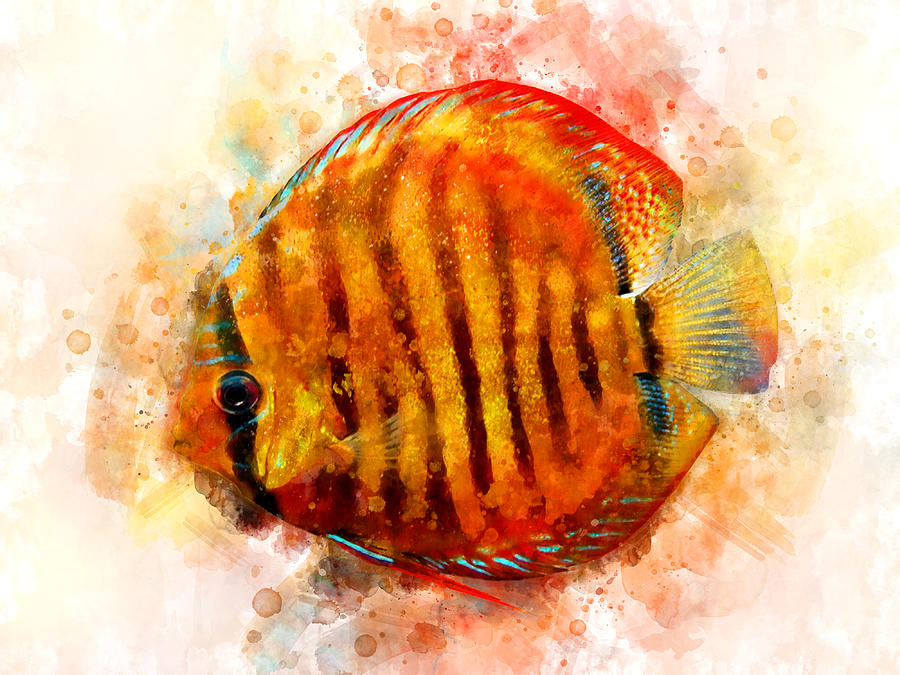 Symphysodon Discus Fish watercolor - wb1 Digital Art by StockPhotosArt Com