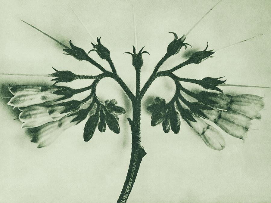 Berlin Photograph - Symphytum officinale, Common Comfrey, enlarged 8 times from Urformen der Kunst by Karl Blossfeldt